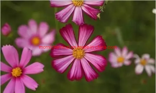 정원 심기를 위한 큰 금계 씨앗 혼합 색상